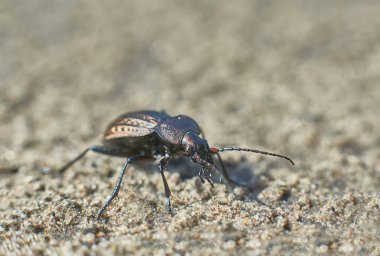 Böceği Bahçe orman yolu üzerinde.