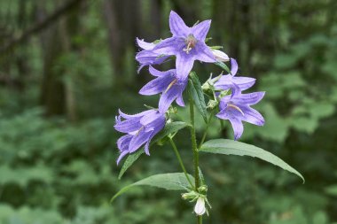 Çan çiçeği persicifolia. Persicifolia çan bir orman glade içinde.