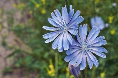 Yağmur sonra çiçek hindiba.