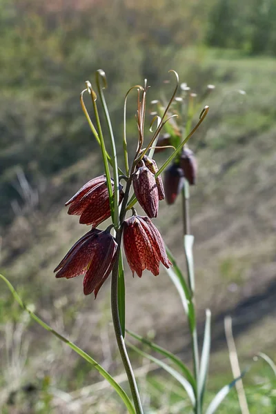 Elegante flor de primavera Fritillaria Rusa . —  Fotos de Stock