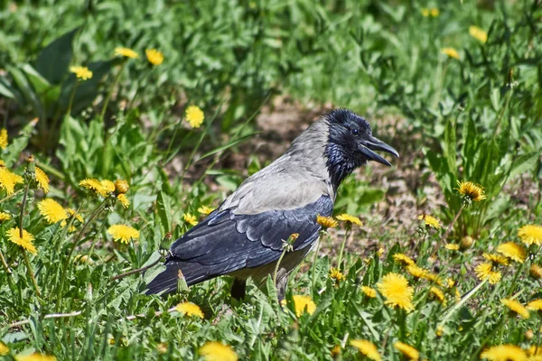 Hooded crow in het gras. — Stockfoto