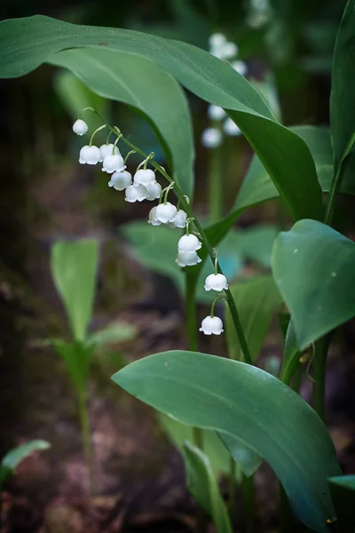In the forest blossomed fragrant Convallaria majalis