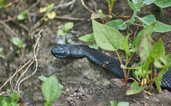 Giftige slang Zwarte Woud viper. — Stockfoto
