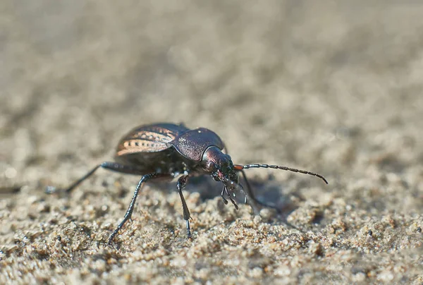 Böceği Bahçe orman yolu üzerinde.