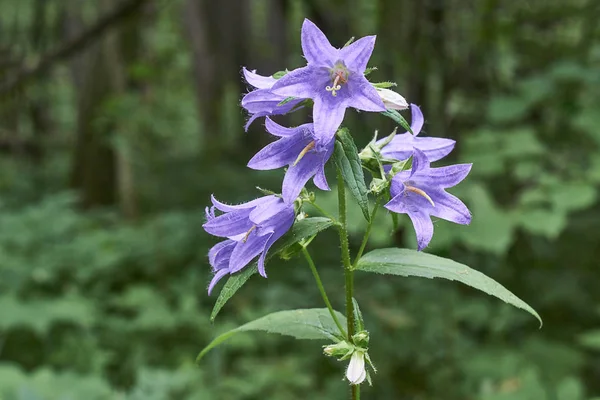 Çan çiçeği persicifolia. Persicifolia çan bir orman glade içinde. — Stok fotoğraf