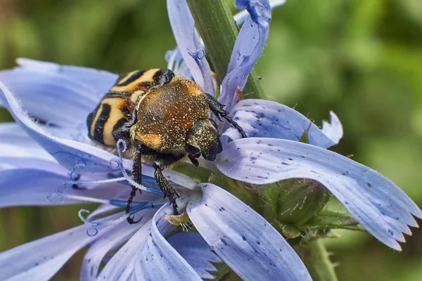 Speckled beetle on a flower of chicory. — Stock Photo, Image
