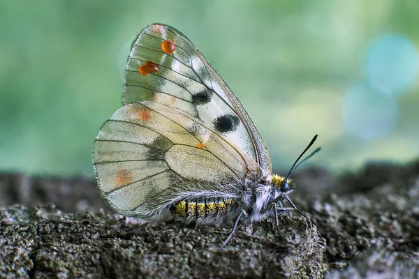 Butterfly on a green blade of grass. — Stock Photo, Image