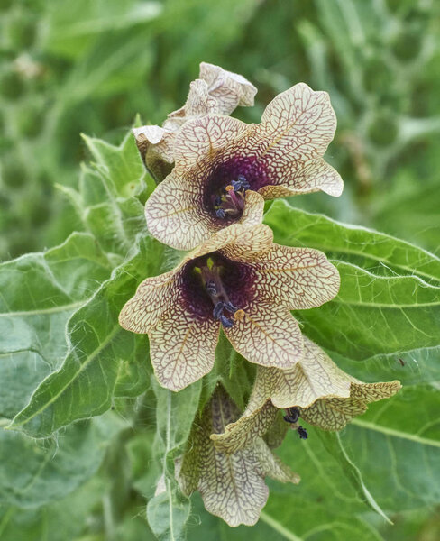 In a forest glade flowers poisonous henbane.