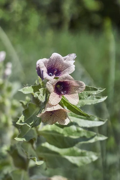 Em uma clareira florestal flores henbane venenoso . — Fotografia de Stock