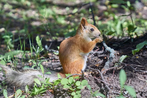 Eekhoorn in het zomerwoud. — Stockfoto