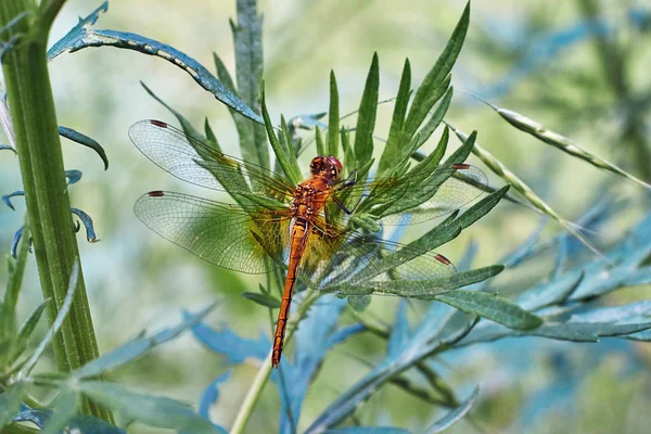 Dragonfly village to relax on the grass. — Stock Photo, Image