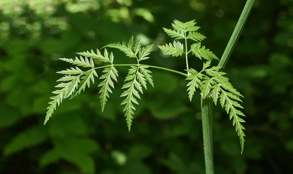 Folhas esculpidas da floresta cupira . — Fotografia de Stock