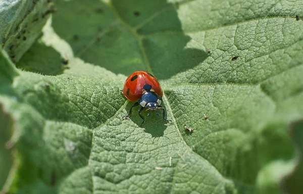 Ladybug grazing on  green leaf. — Stock Photo, Image