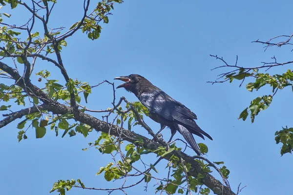 Corbeaux noirs sur les branches . — Photo