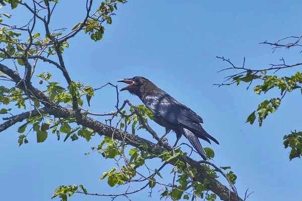 Corvos negros em ramos . — Fotografia de Stock