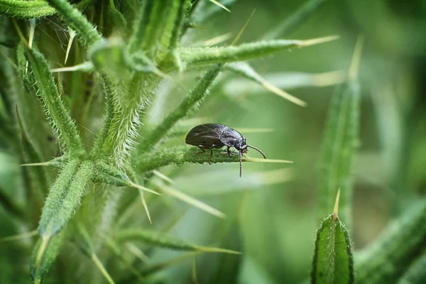 Waldkäfer auf einem Blatt . — Stockfoto