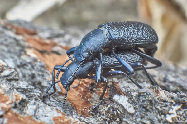 Escarabajos terrestres en el bosque . — Foto de Stock