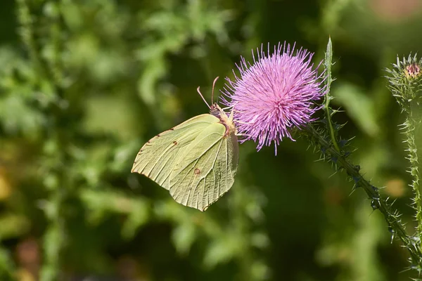 Farfalla su un fiore selvatico . — Foto Stock