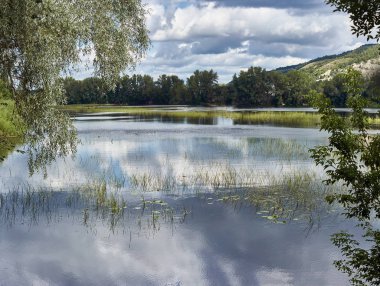 Yaz günü göle orman.