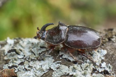 Braun erkek gergedan beetl