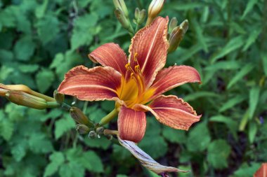 Gün lily çiçek çiçek.