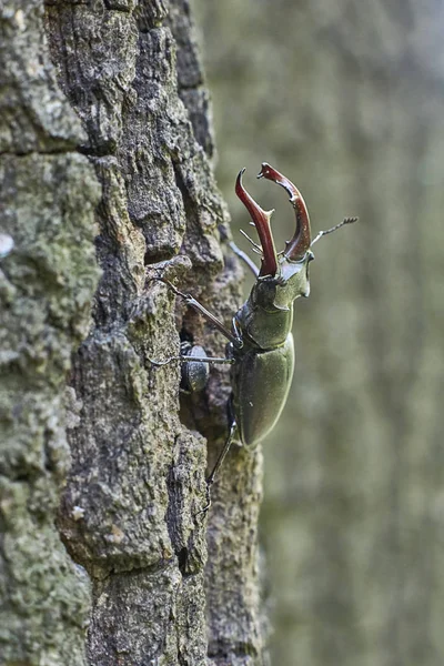 Beetle deer on the trunk of an oak tree. Option 2. — Stock Photo, Image