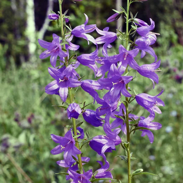 Campanula persicifolia. Persicifolia campanas flores . — Foto de Stock