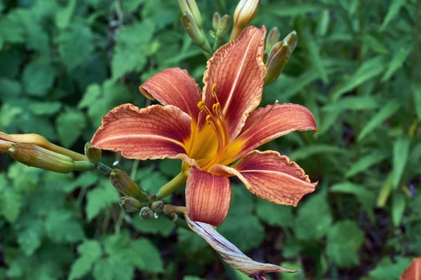 Gün lily çiçek çiçek.