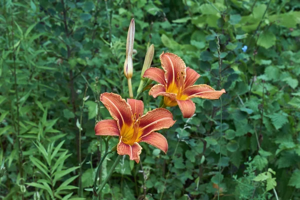 Daylily çiçek çiçek bir orman glade.