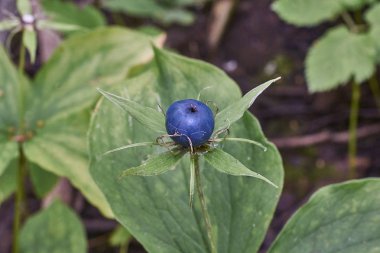 Zehirli berry Paris quadrifolia.  