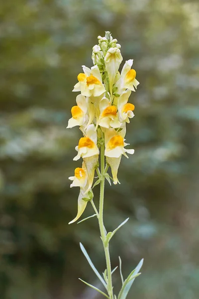 Fleurs jaunes Linaria vulgaris — Photo