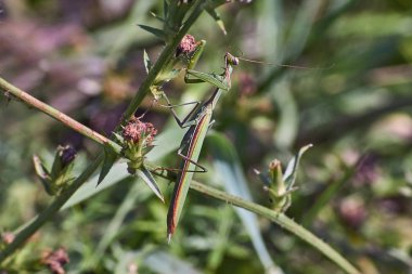  Çim yeşil peygamber devesi. Seçenek 2.      