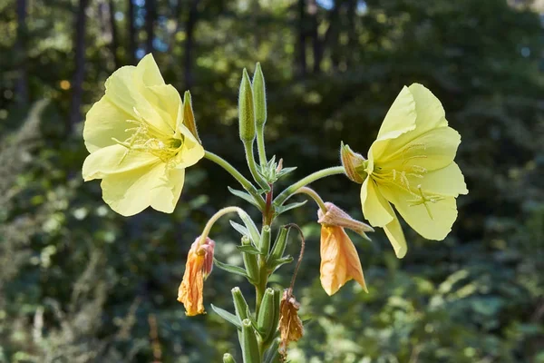 Fiori gialli Oenothera biascar nell'ombra della foresta . — Foto Stock