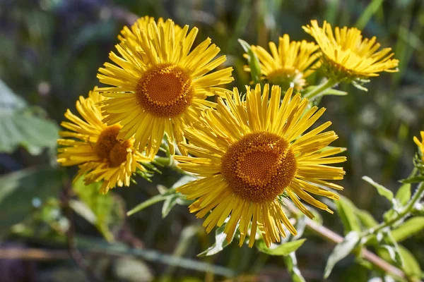 Gelbe Blüten inula helenium im Waldschatten. — Stockfoto