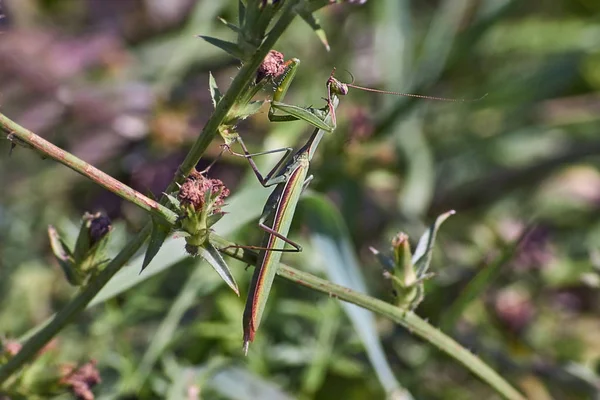  Çim yeşil peygamber devesi. Seçenek 2.      