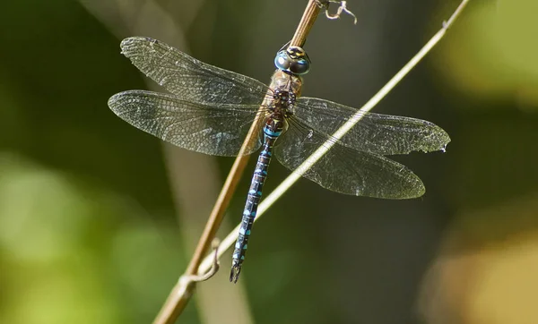 Blue dragonfly sitting on a twig. — Stock Photo, Image