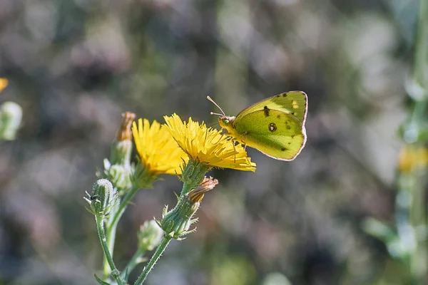Butterfly eats pollen on a Yelow flower. — Stock Photo, Image