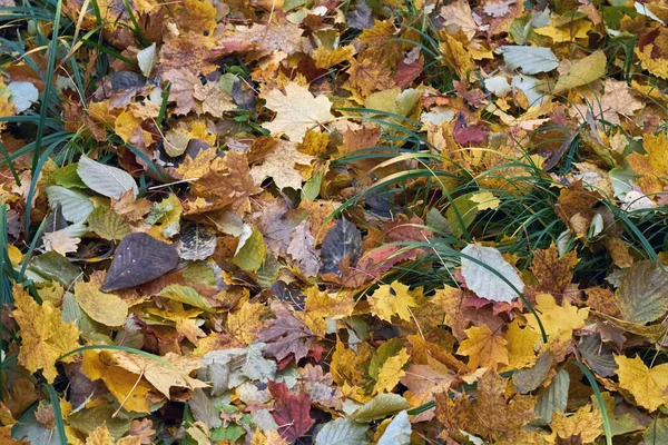 Осенние листья в осеннем лесу . — стоковое фото