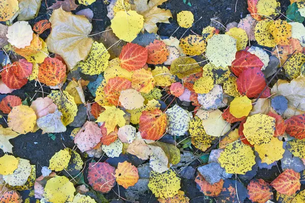 Осенние листья в парке. — стоковое фото