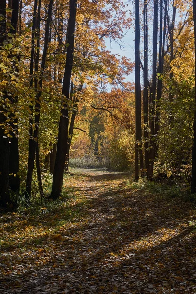 Folhas de outono em um caminho . — Fotografia de Stock