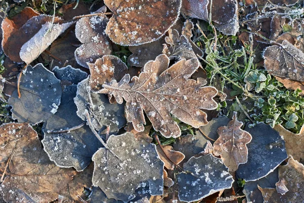 Foglie autunnali coperte di gelo. — Foto Stock