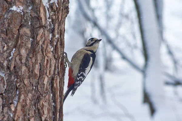 Great spotted woodpecker on the pine. Option 1. — Stock Photo, Image