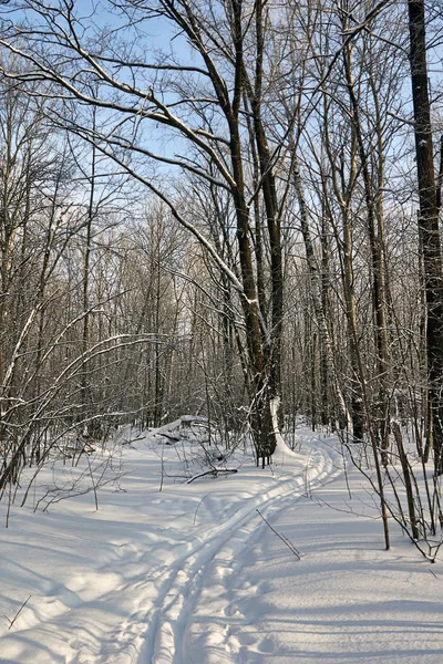 Ski Track Een Besneeuwde Bos Glade — Stockfoto