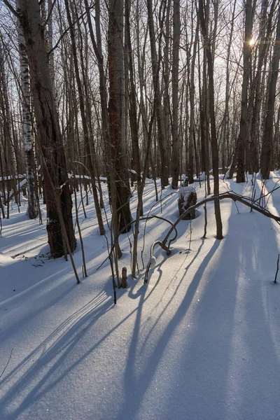 Snowdrifts Grandes Flocos Neve Nas Florestas Inverno — Fotografia de Stock
