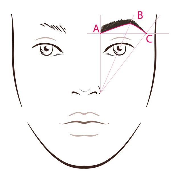 How to paint the eyebrows. Vector trendy makeup brows scheme. — Stock Vector
