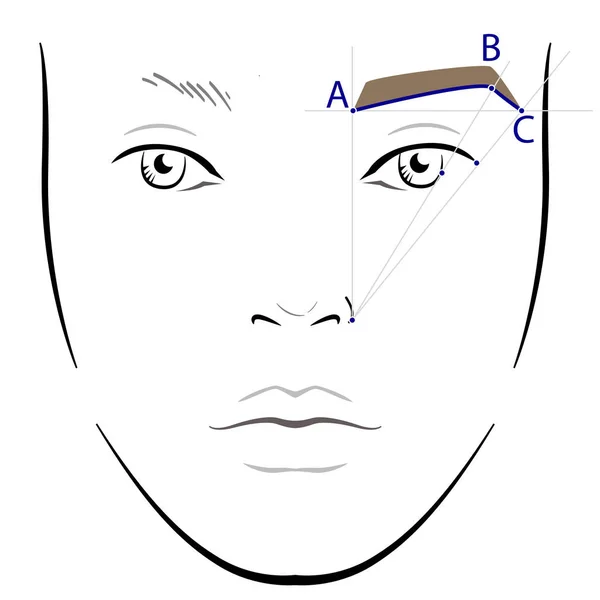 Cómo pintar las cejas. Vector trendy maquillaje cejas esquema . — Vector de stock