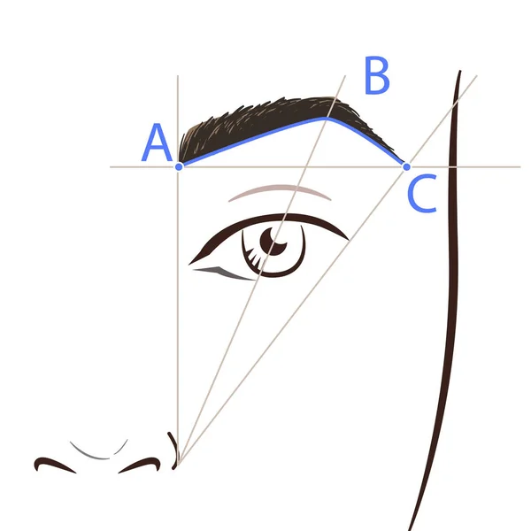 Como pintar as sobrancelhas. Vector esquema de sobrancelhas de maquiagem na moda . —  Vetores de Stock