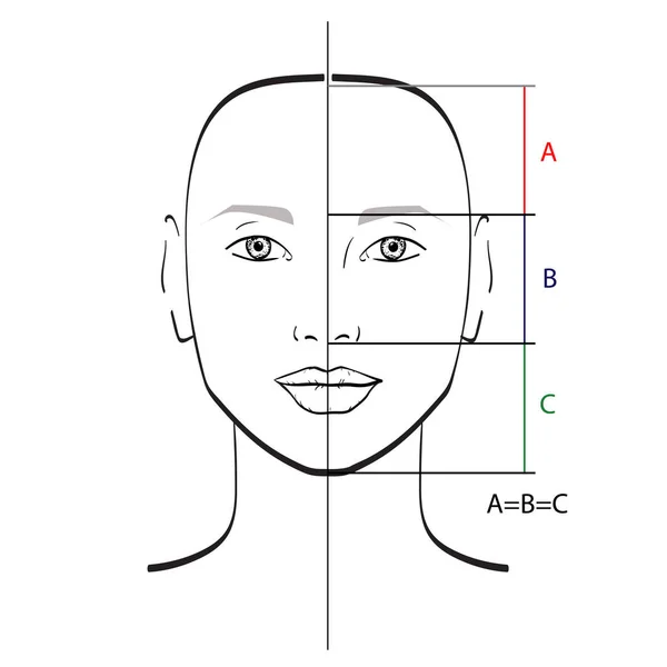 Ідеальний Шаблон Пропорцій Обличчя Векторні Ілюстрації — стоковий вектор