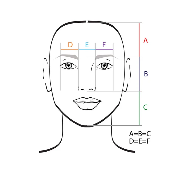 Plantilla Proporciones Faciales Perfectas Ilustración Vectorial — Vector de stock