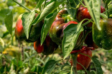 Kırmızı biber büyüyen bir çalı